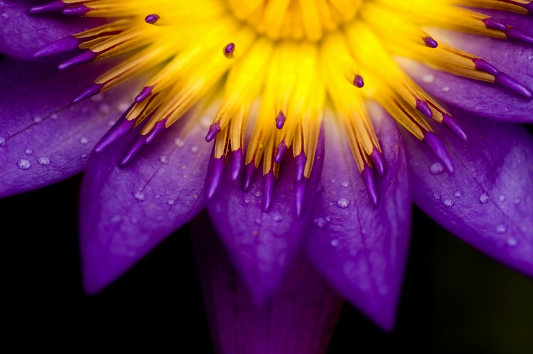 Infrapanel 900W - 1230 x 800mm - Příroda - Fialová květina